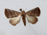 Eublemma baccalix